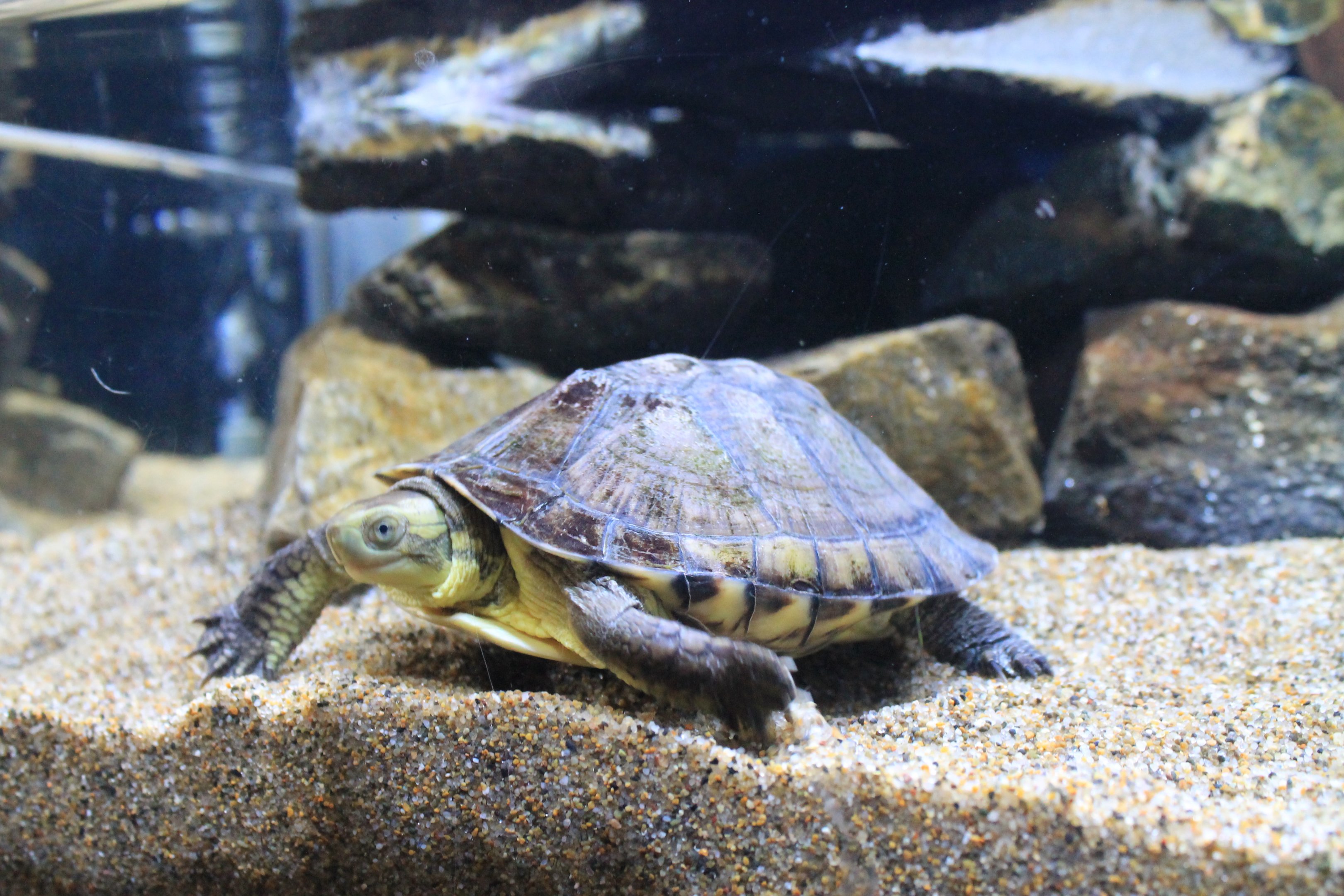 Yellow Pond Turtle (Mauremys mutica)