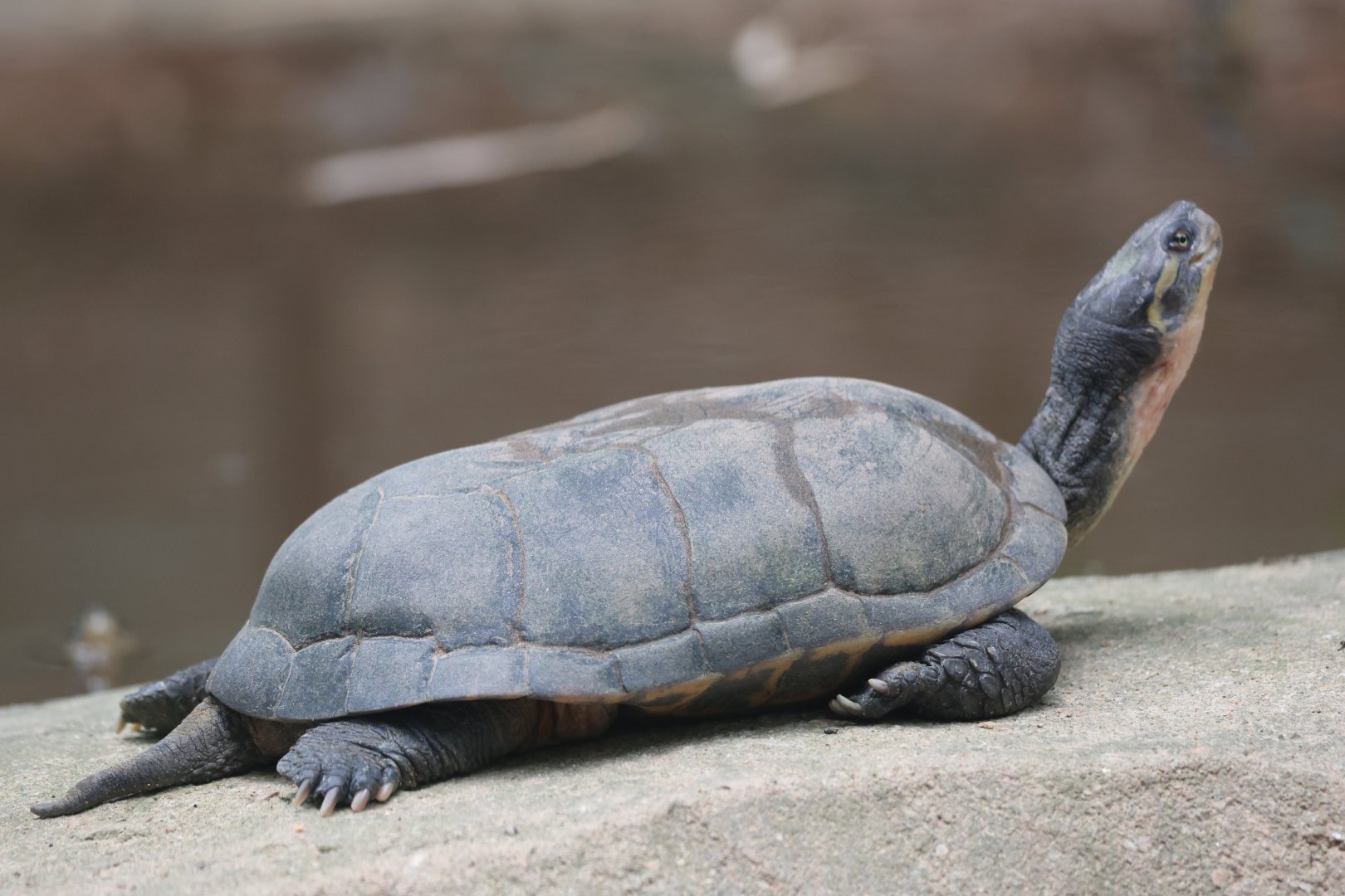 Yellow pond turtle (Mauremys mutica)