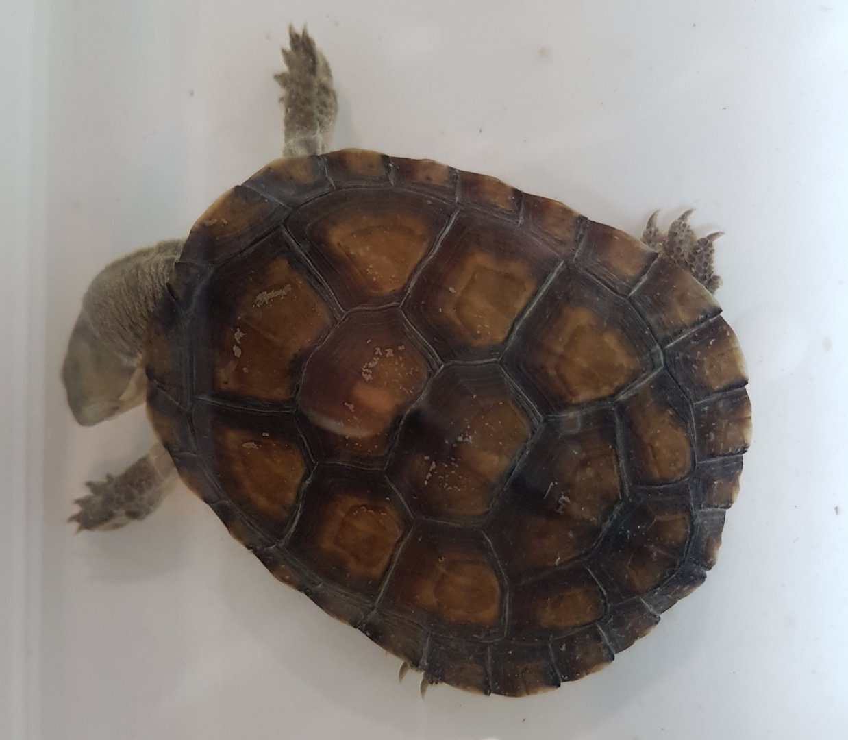 Yellow pond turtle - Mauremys muticua mutica