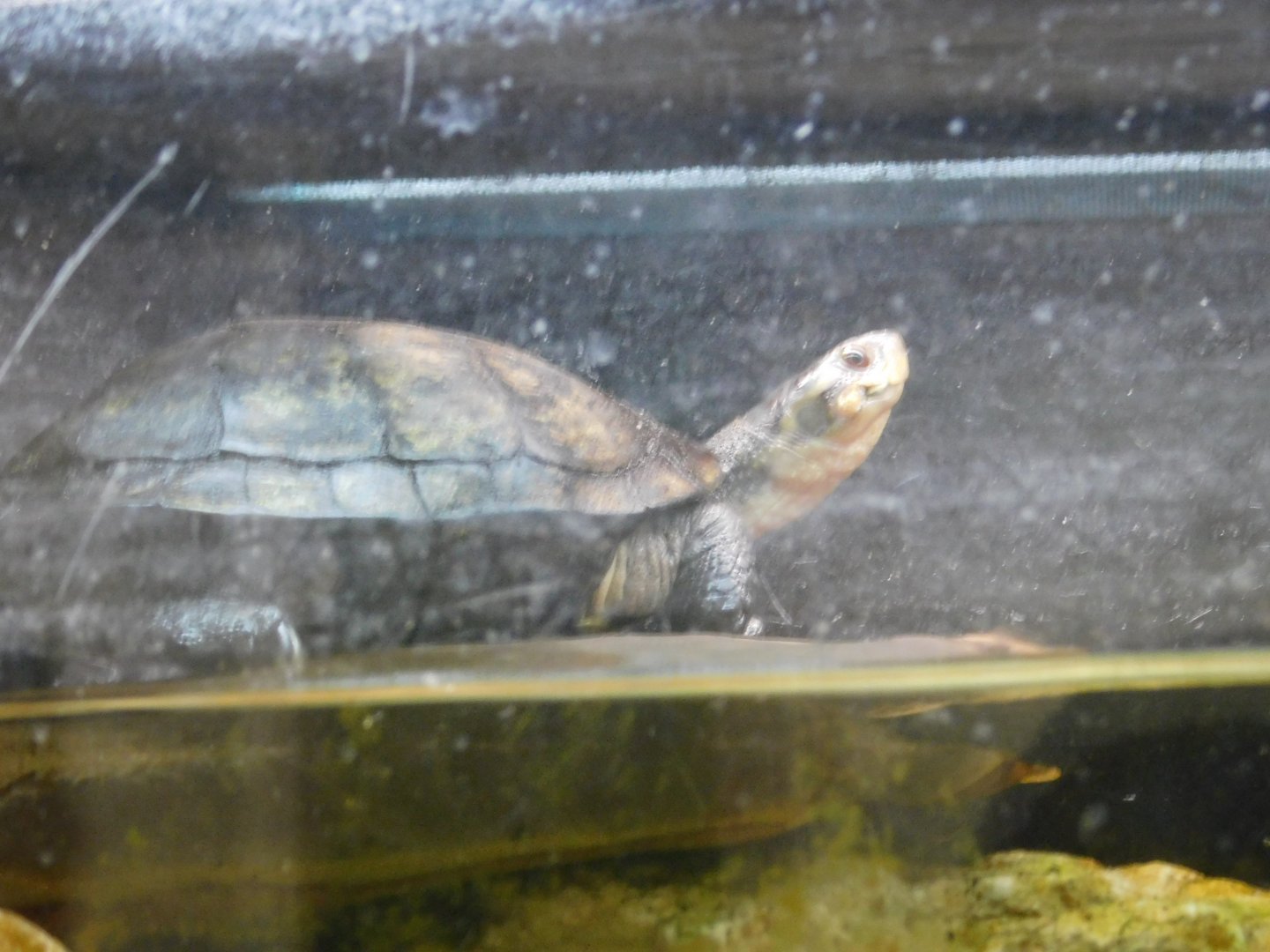 Yellow Pond Turtle
