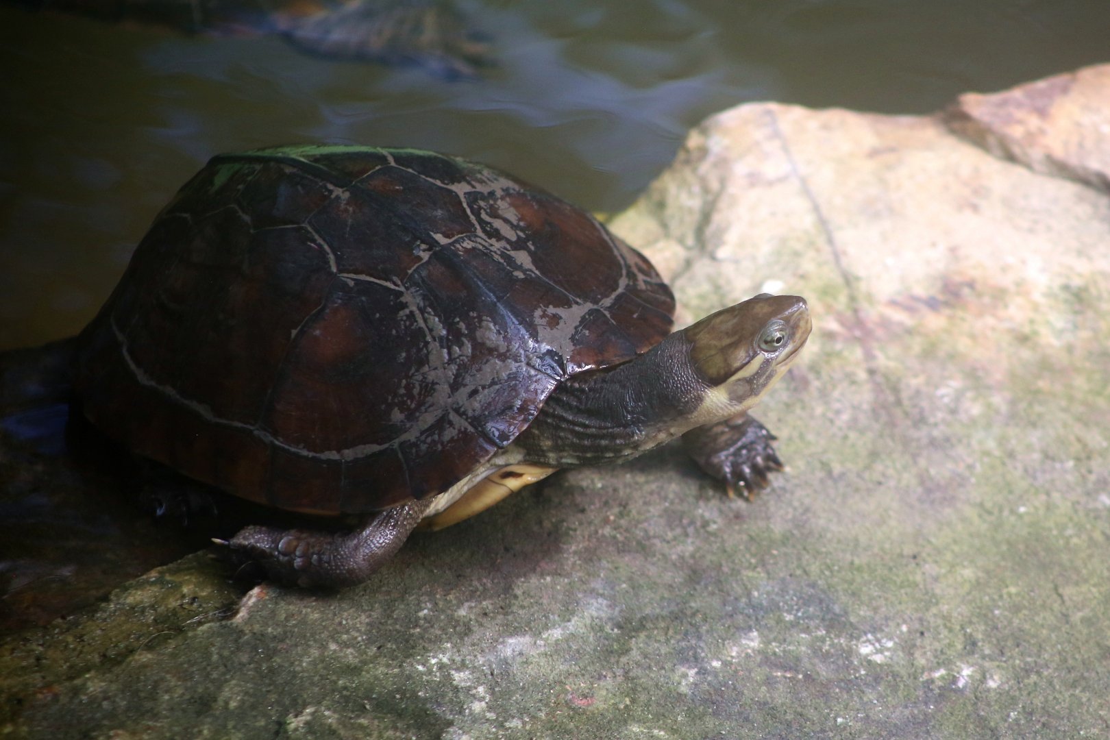 Yellow Pond Turtle