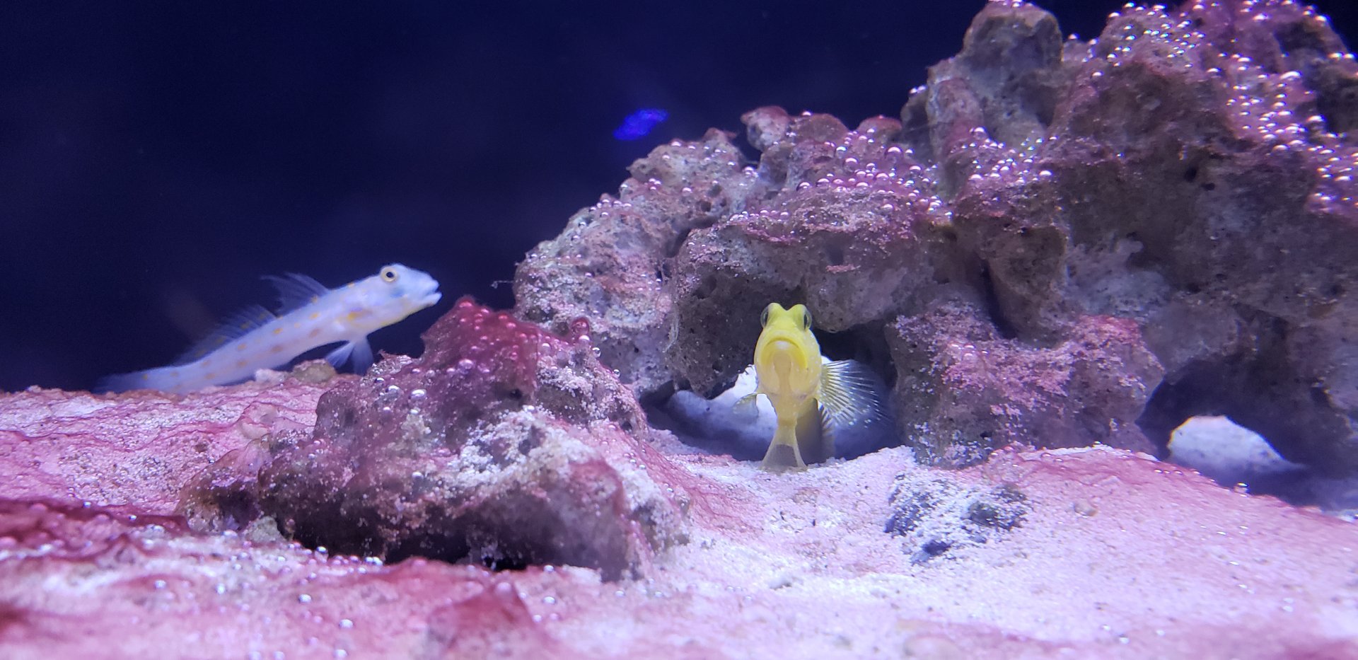 Yellow Prawn Goby and Diamond Watchman Goby