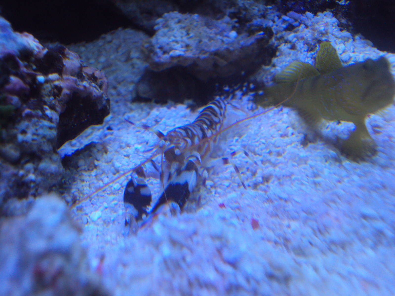 Yellow Prawn Goby (Cryptocentrus cinctus),Tiger Pistol Shrimp (Alpheus bell