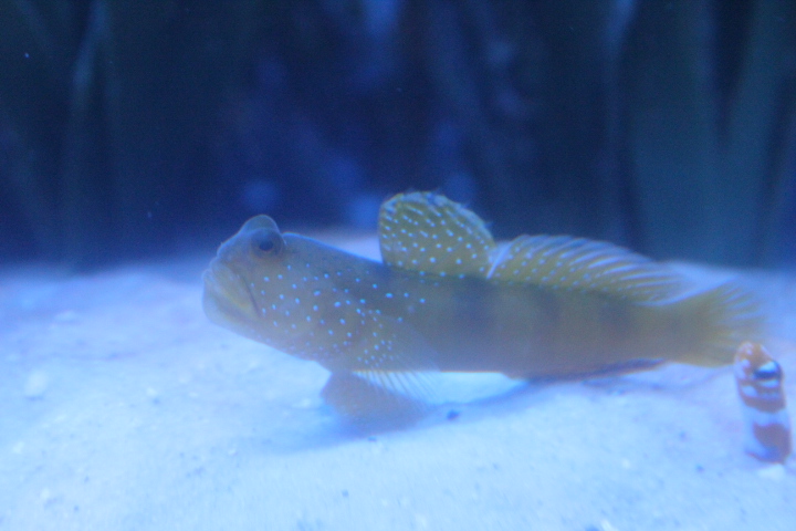 Yellow prawn-goby (Cryptocentrus cinctus)