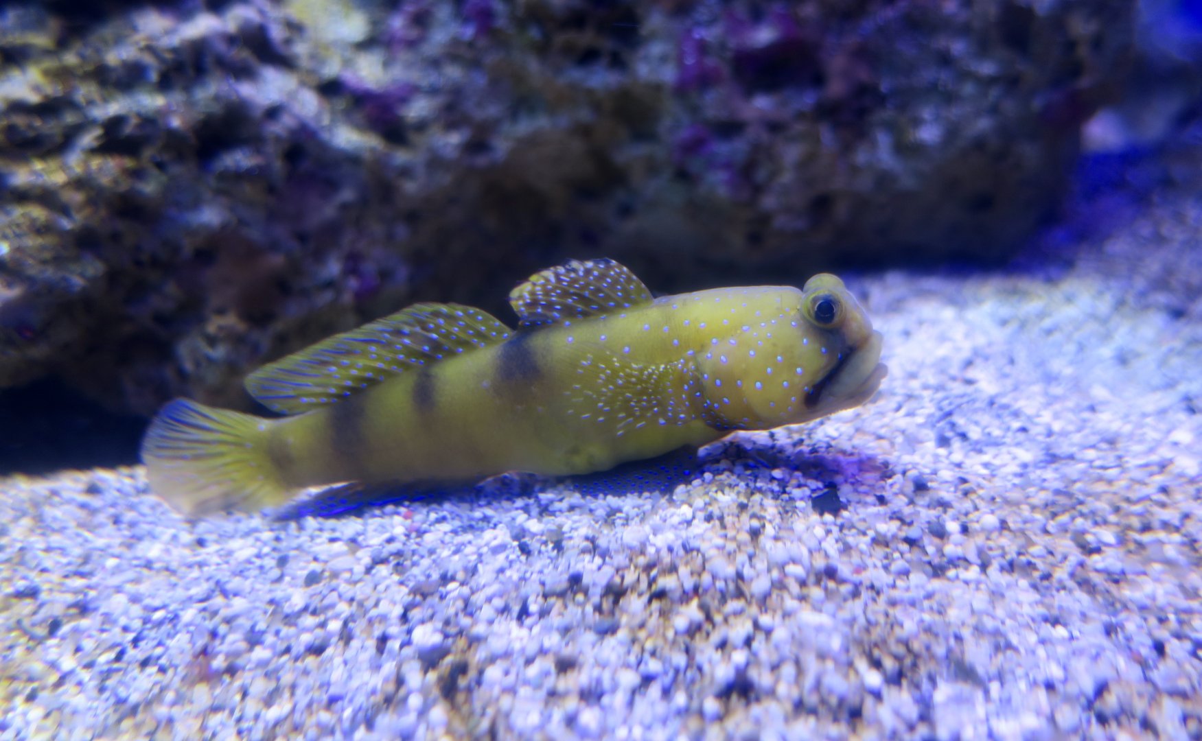 Yellow Prawn-Goby (Cryptocentrus cinctus)