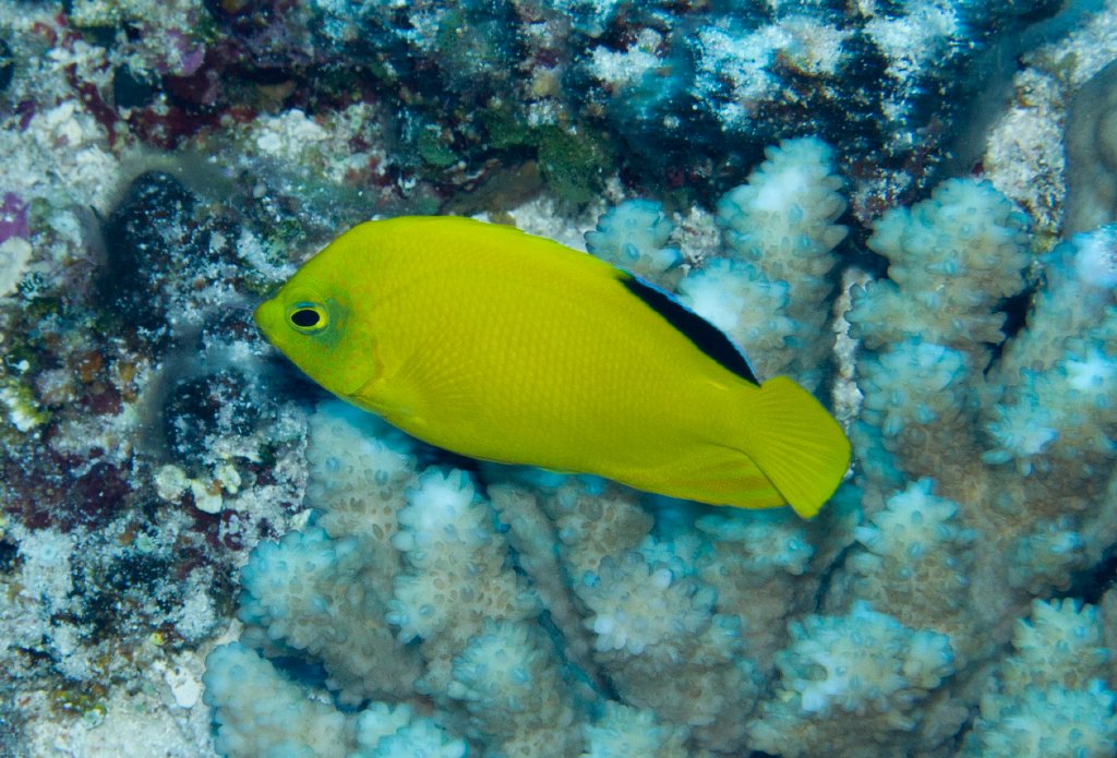 Yellow Pygmy Angelfish (Centropyge heraldi)