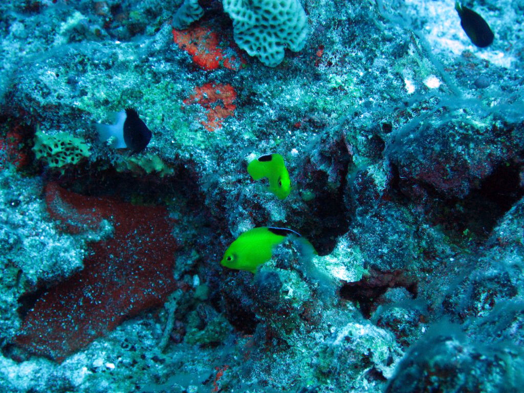 Yellow Pygmy Angelfish