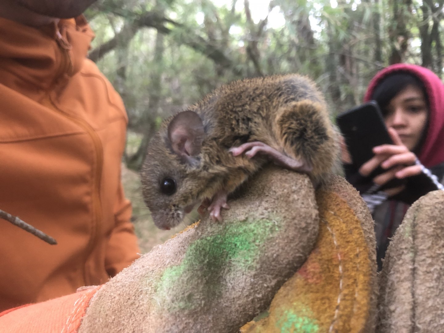 Yellow Pygmy Rice Rat (Oligoryzomys flavescens)