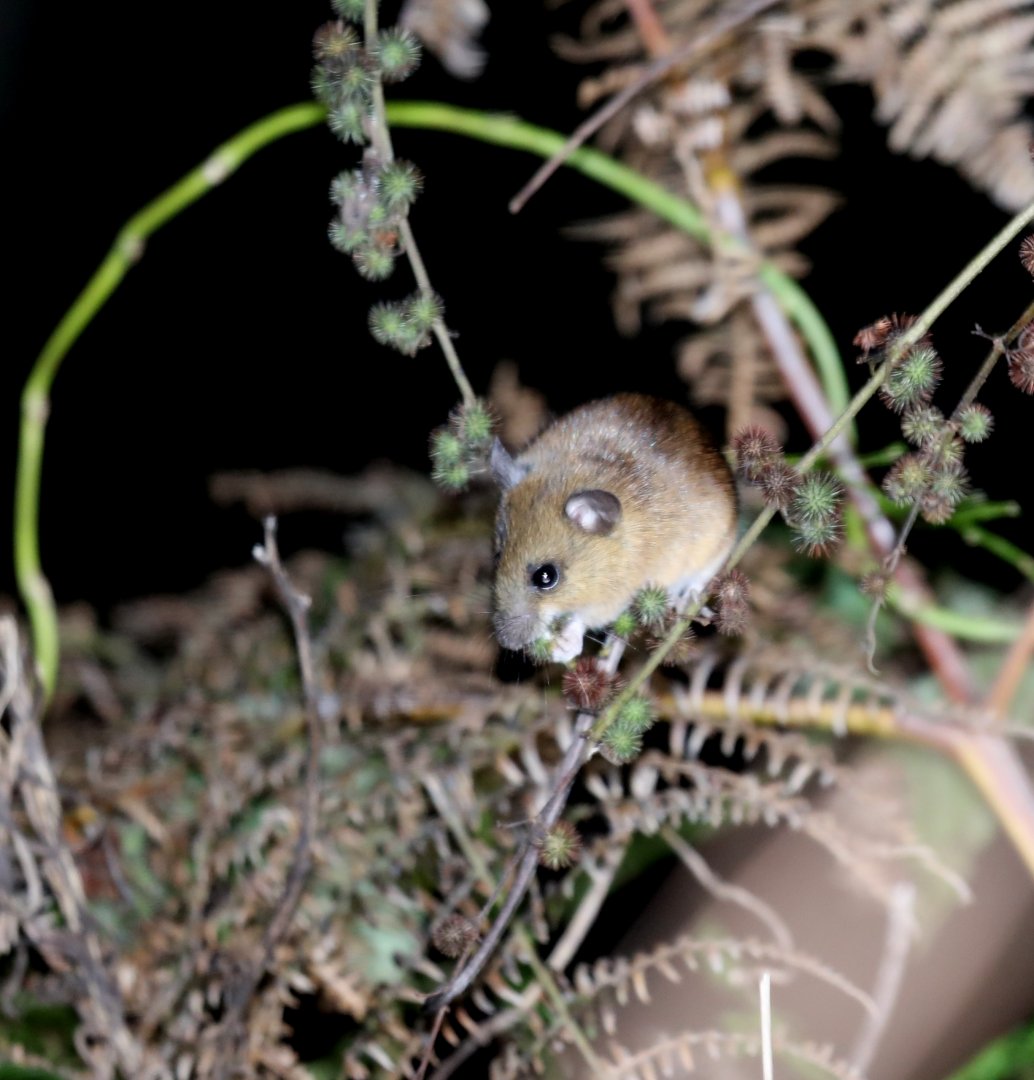 Yellow Pygmy Rice Rat (Oligoryzomys flavescens)