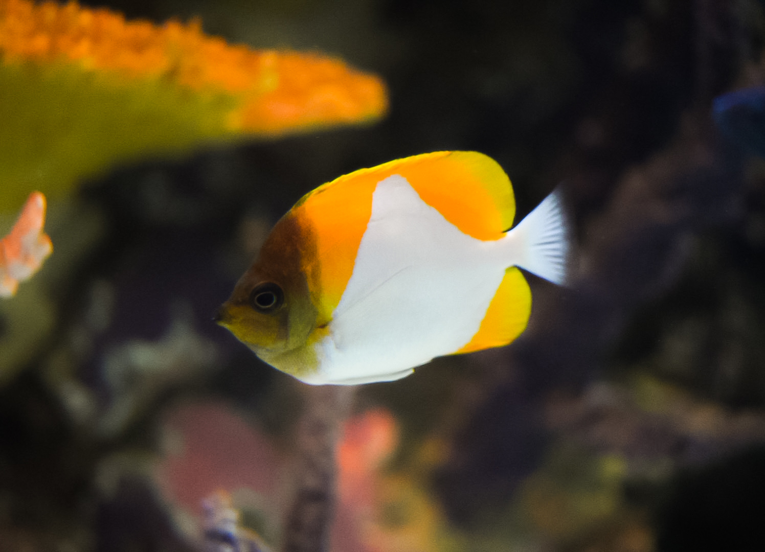 Yellow Pyramid Butterflyfish