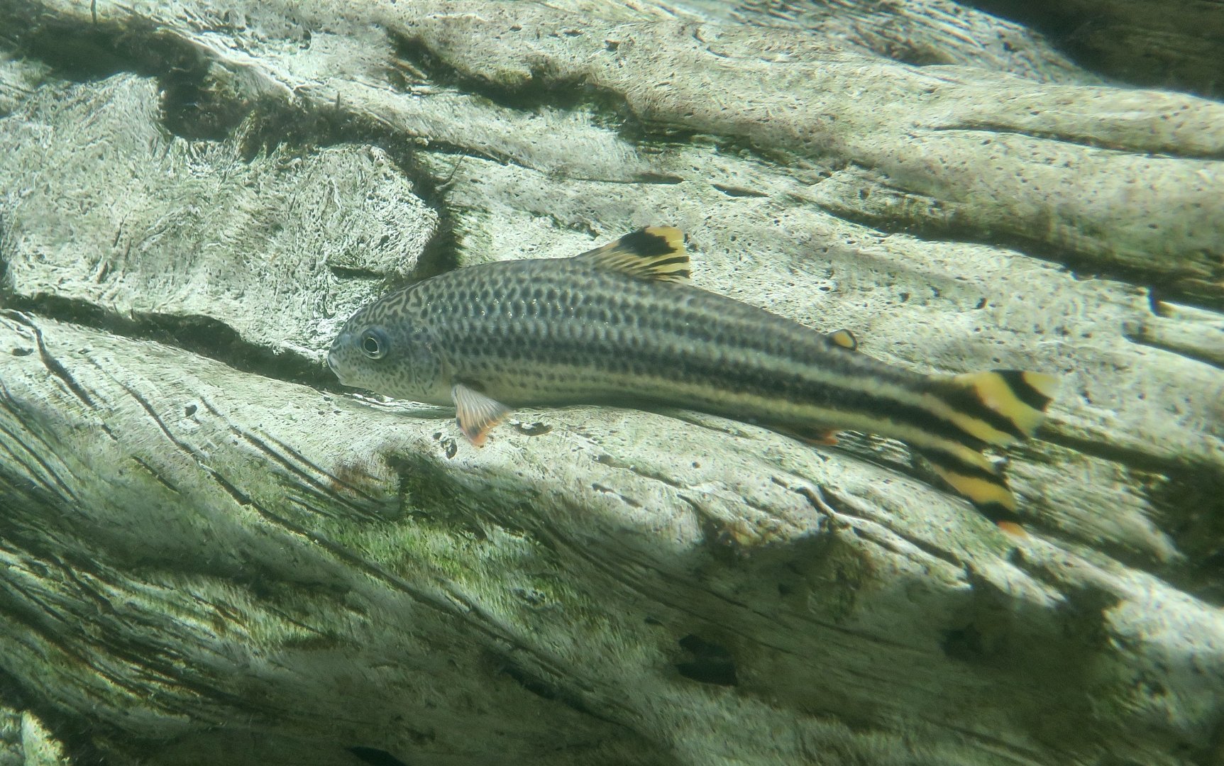 Yellow Rabbit Characin (Leporellus vittatus)