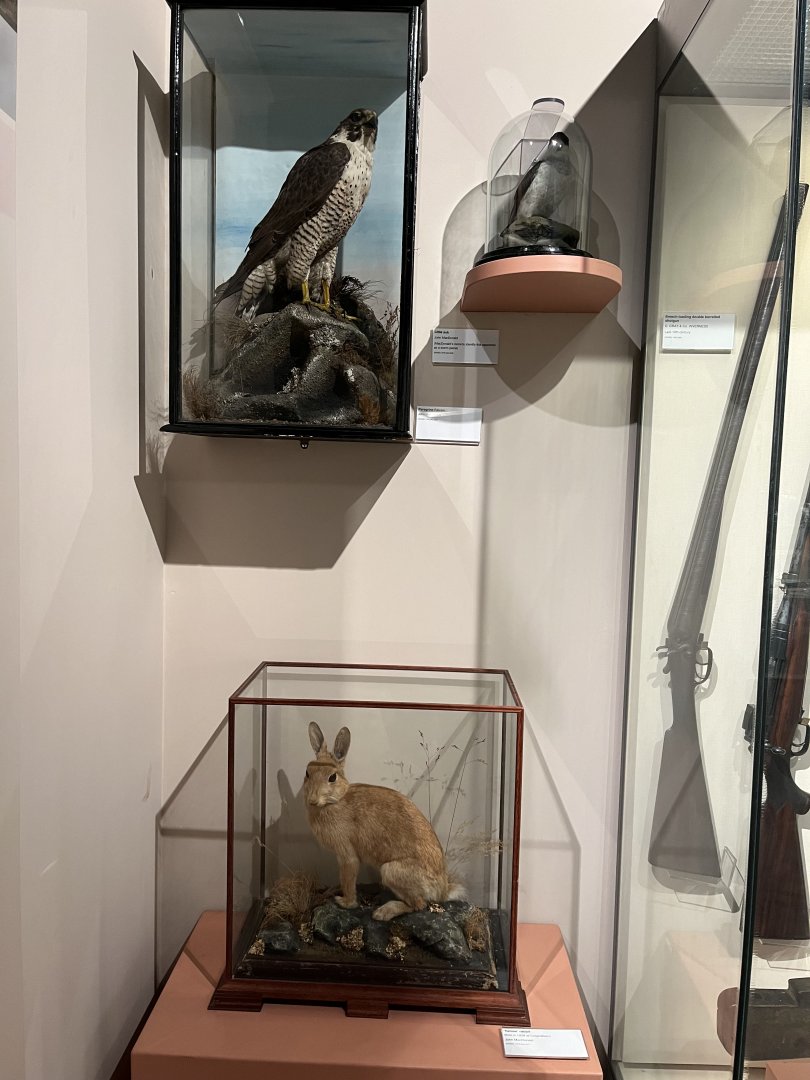“Yellow” rabbit, peregrine falcon and little auk (Taken at Inverness museum 3.4.24)