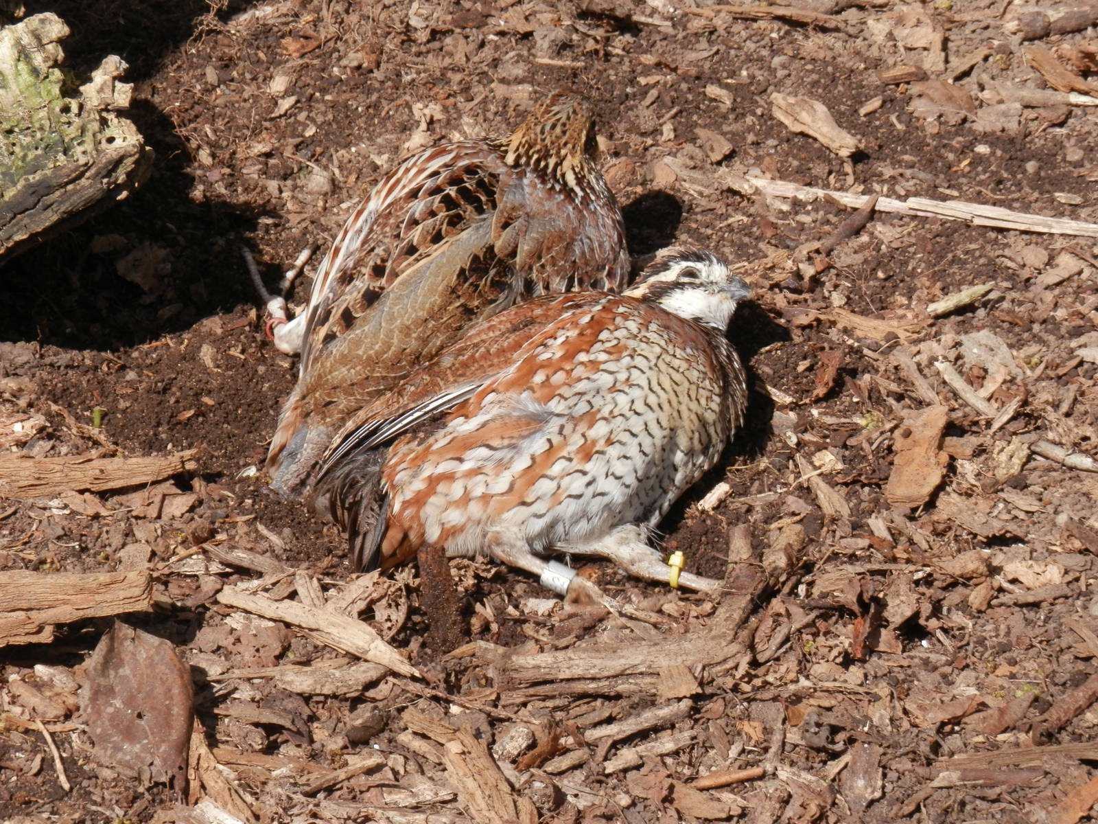 Yellow Rails digging