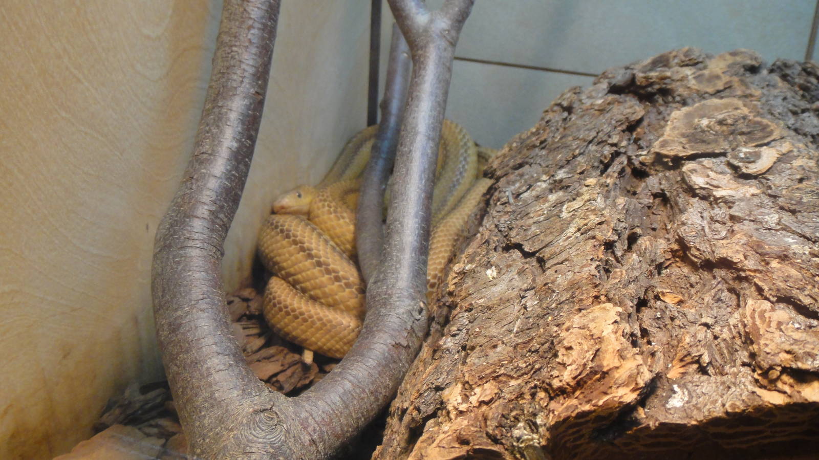 Yellow rat snake at Museum of life and science 2015-1-31
