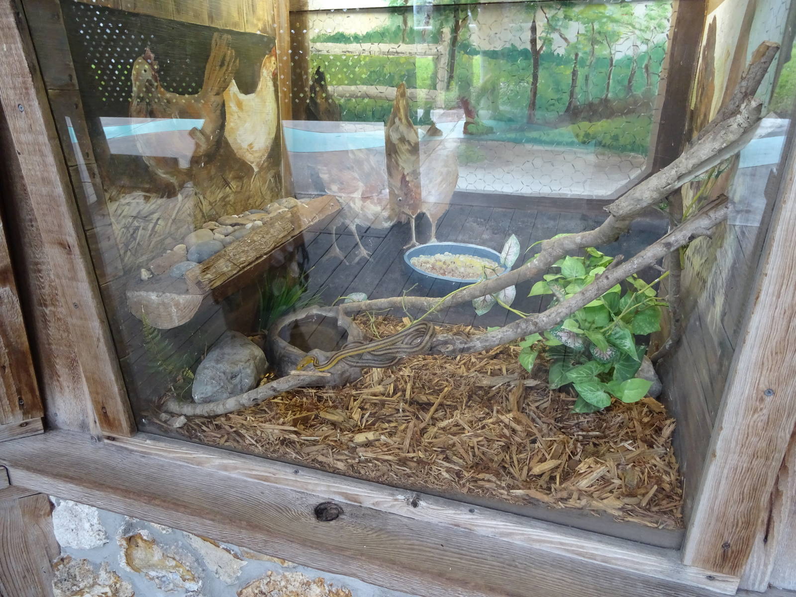 Yellow Rat Snake Exhibit at Gatorland