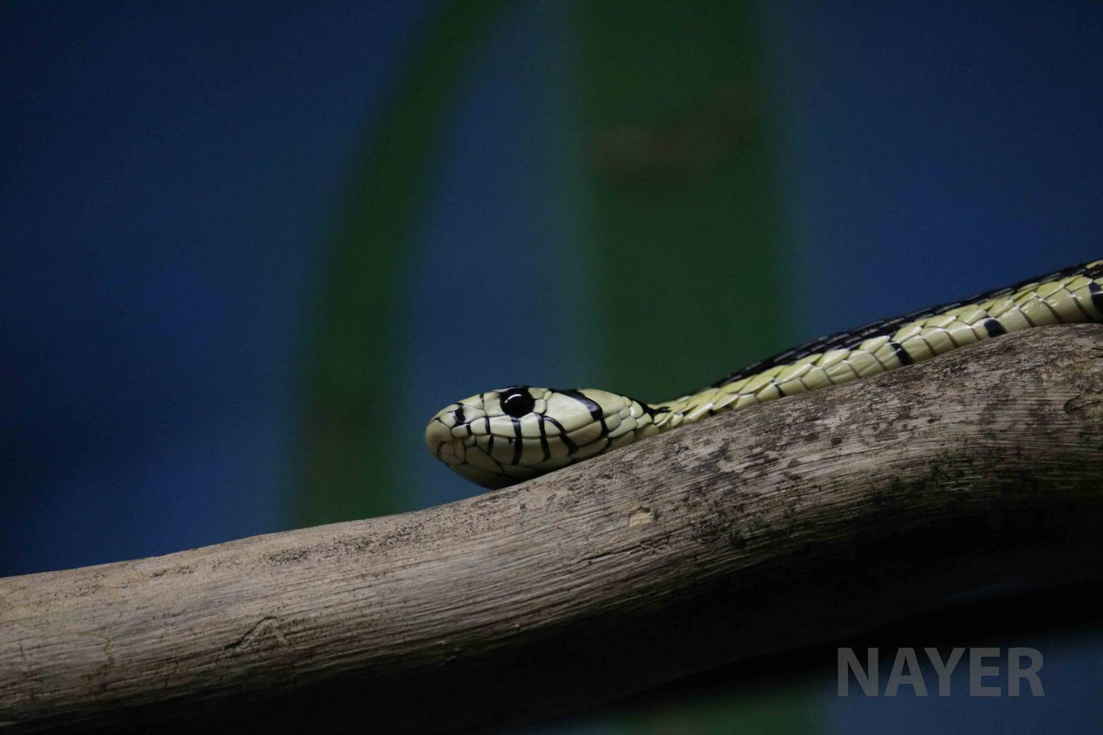 Yellow rat snake - Instituto Butantan, April 2016