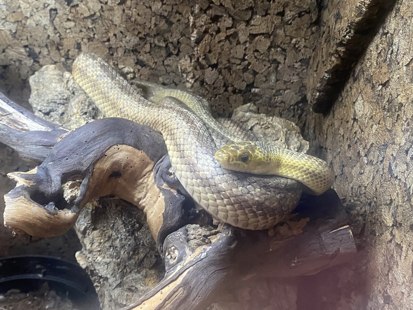 Yellow rat snake - IOW Reptilarium 150923