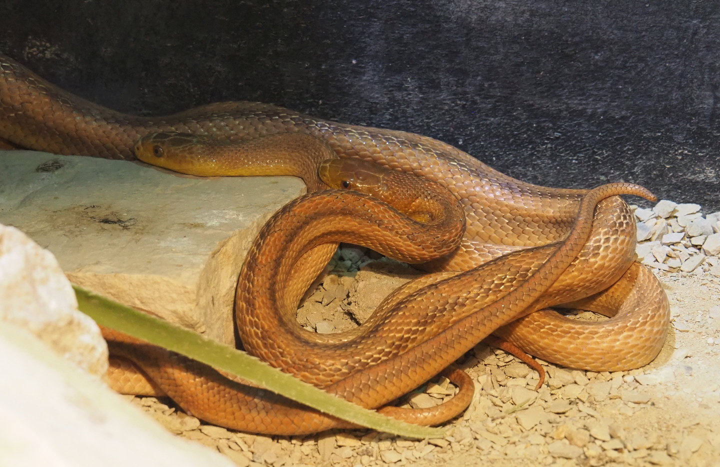 Yellow rat snake (Pantherophis alleghaniensis quadrivittata), 2020-09-02