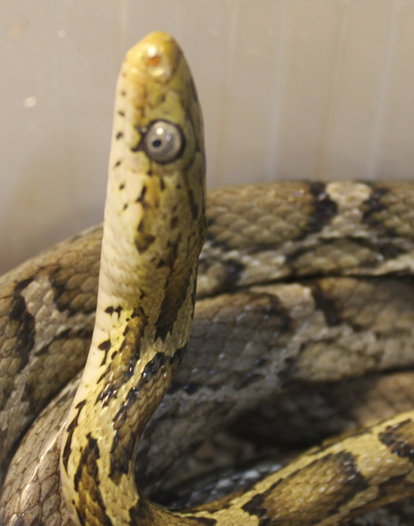 Yellow rat snake - Pseudelaphe flavifufa