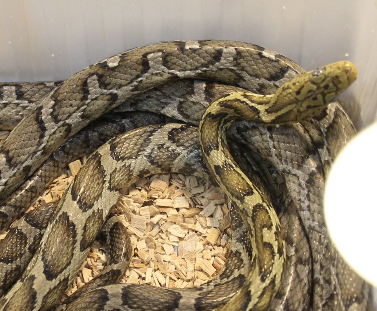Yellow rat snake - Pseudelaphe flavirufa