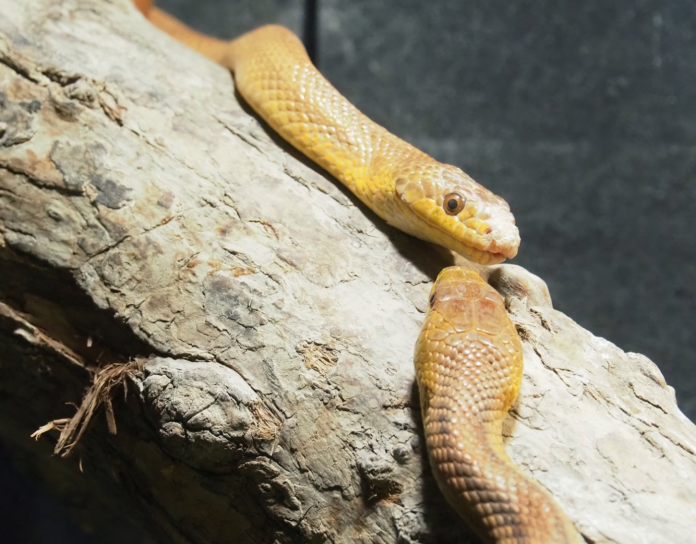 Yellow rat snakes (Pantherophis alleghaniensis), 2023-05-15