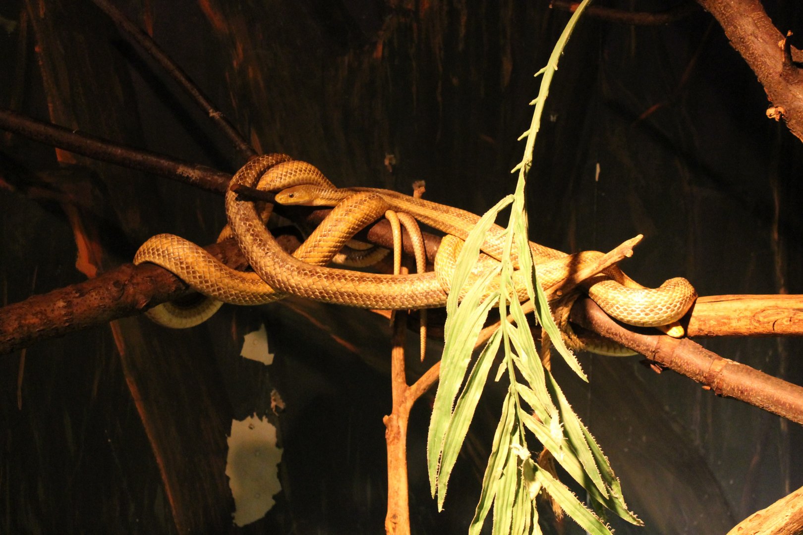 Yellow rat snakes