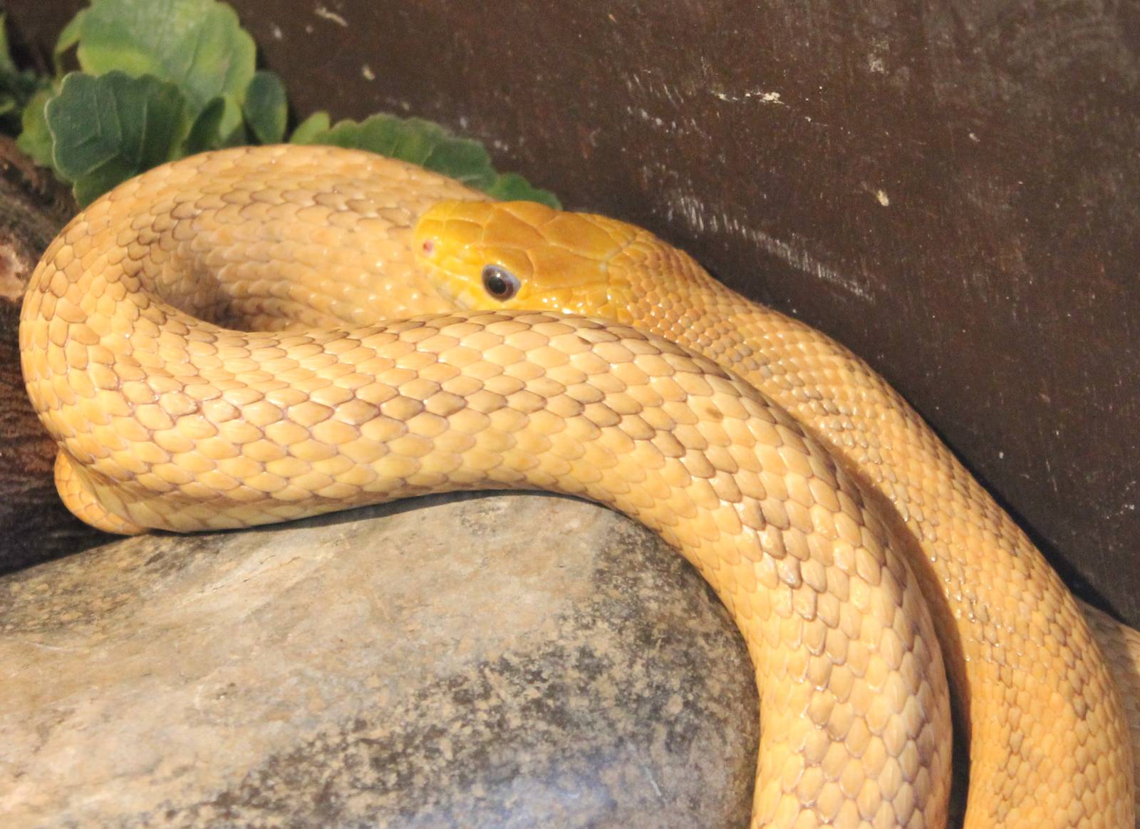 Yellow ratsnake