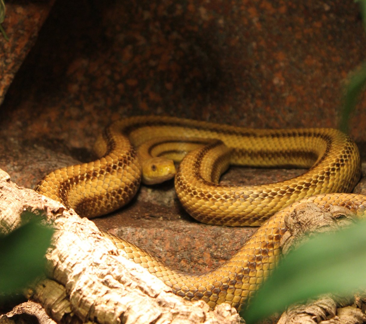 Yellow ratsnake