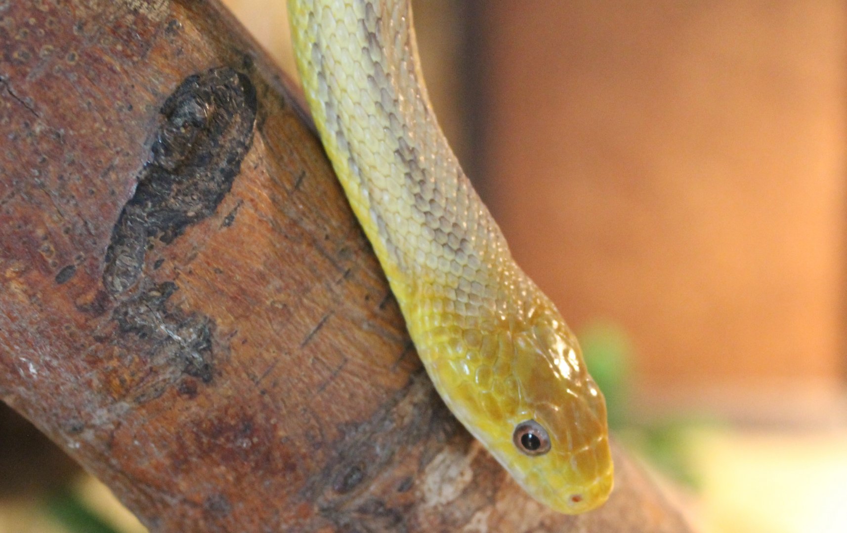 Yellow ratsnake