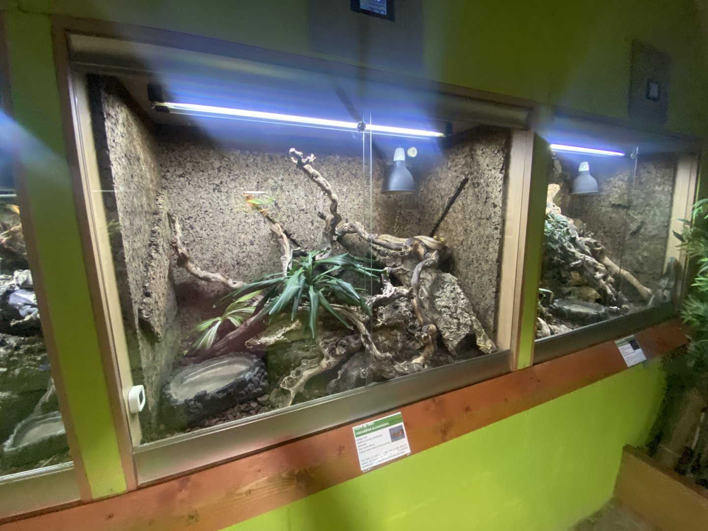 Yellow ray snake exhibit - IOW Reptilarium 150923
