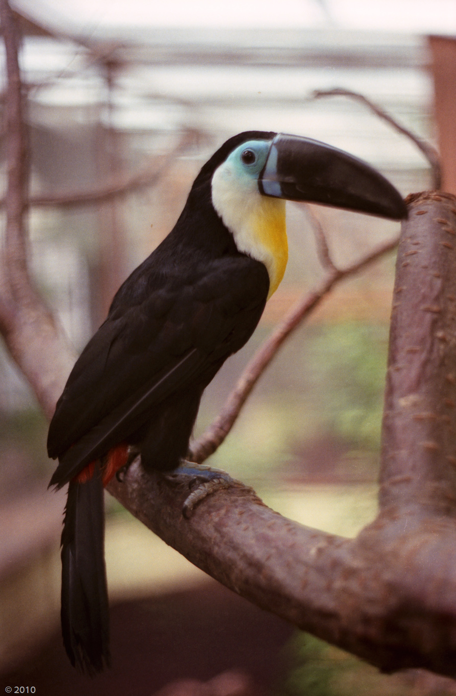 Yellow-ridged Toucan - Chester Zoo 1985