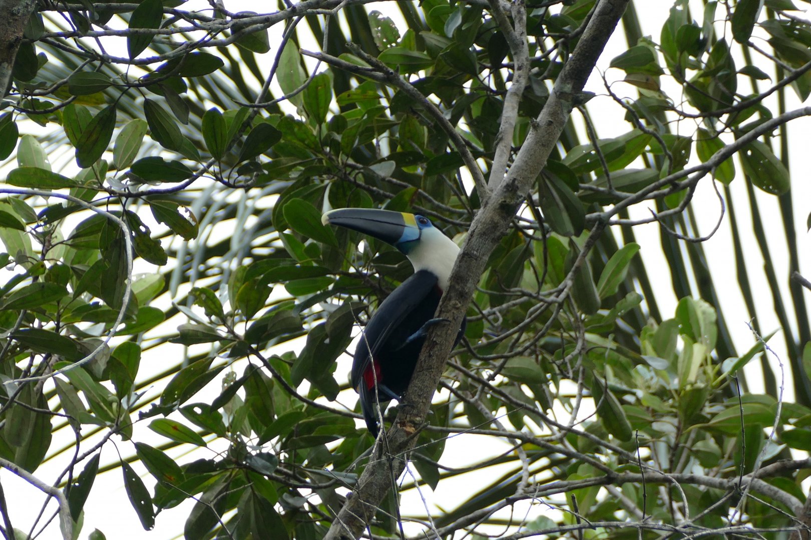 Yellow-ridged Toucan