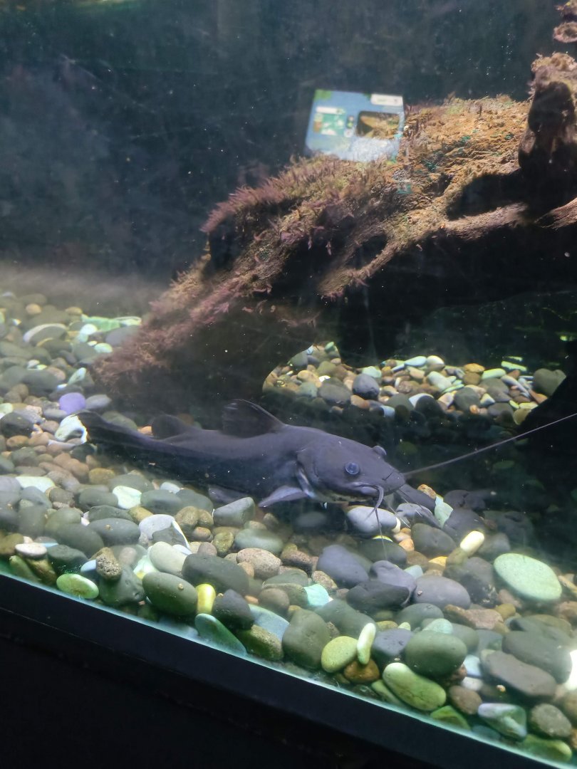 Yellow River Catfish (Hemibagrus nemurus)