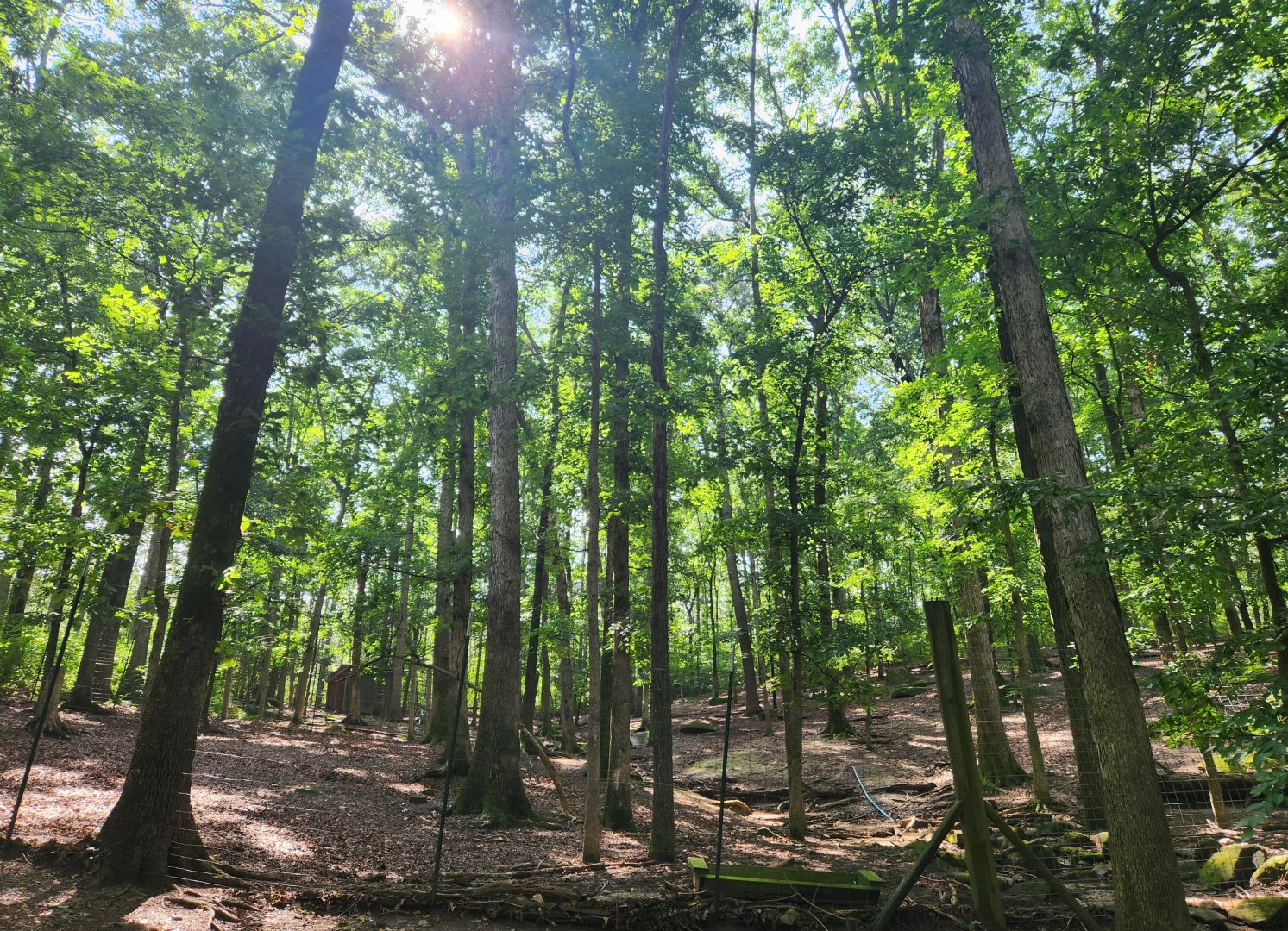 Yellow River Wildlife Sanctuary - Deer enclosure
