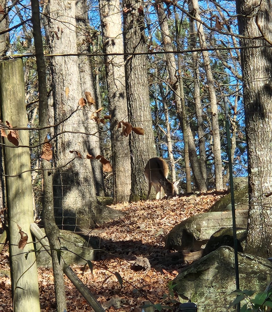Yellow River Wildlife Sanctuary - Fallow Deer from a distance