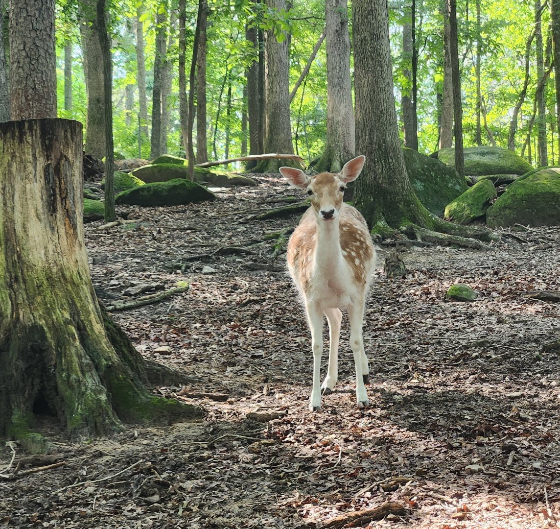 Yellow River Wildlife Sanctuary - Fallow Deer