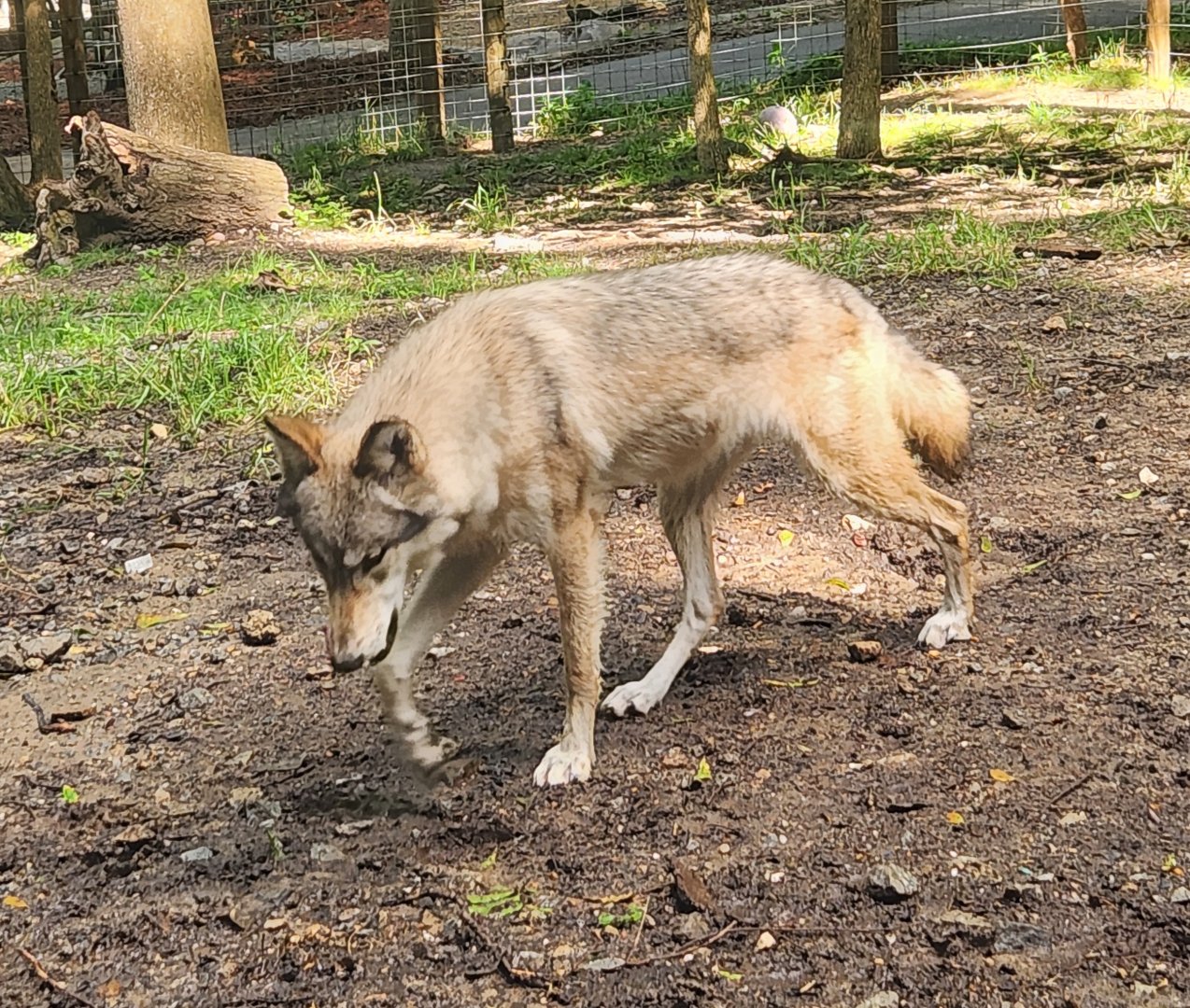 Yellow River Wildlife Sanctuary - Gray Wolf