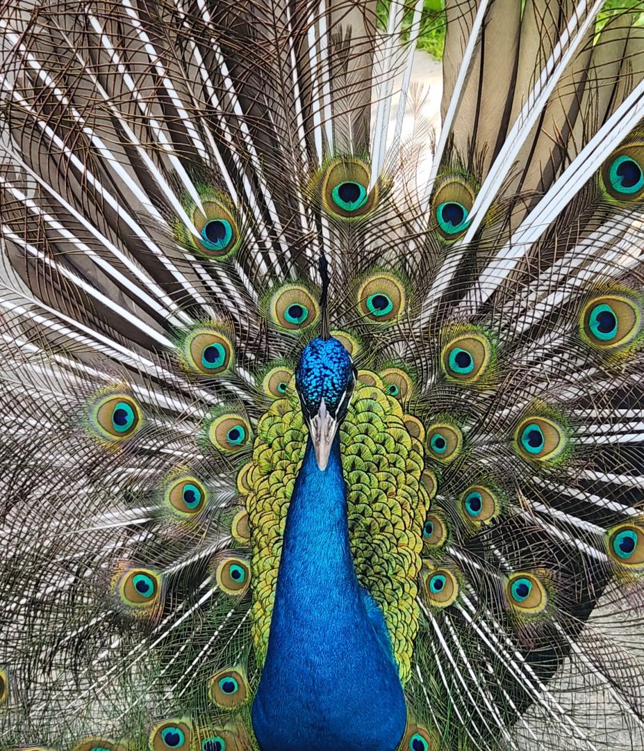 Yellow River Wildlife Sanctuary - Peacock