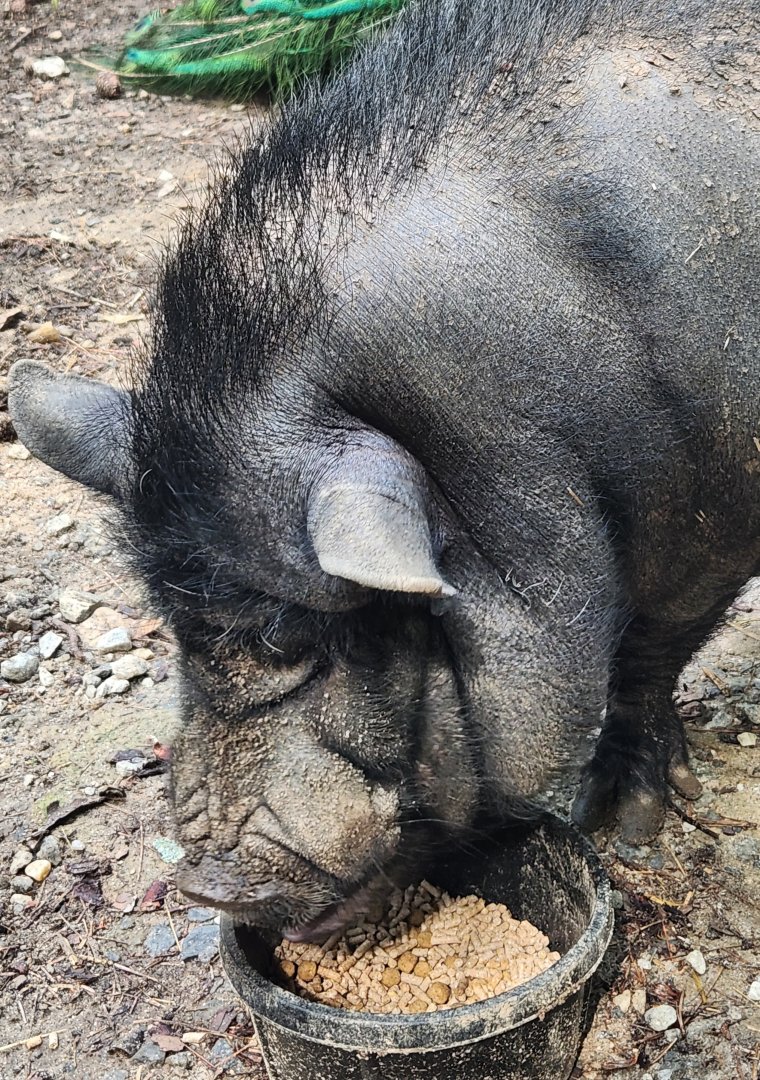Yellow River Wildlife Sanctuary - Potbelly pig eating