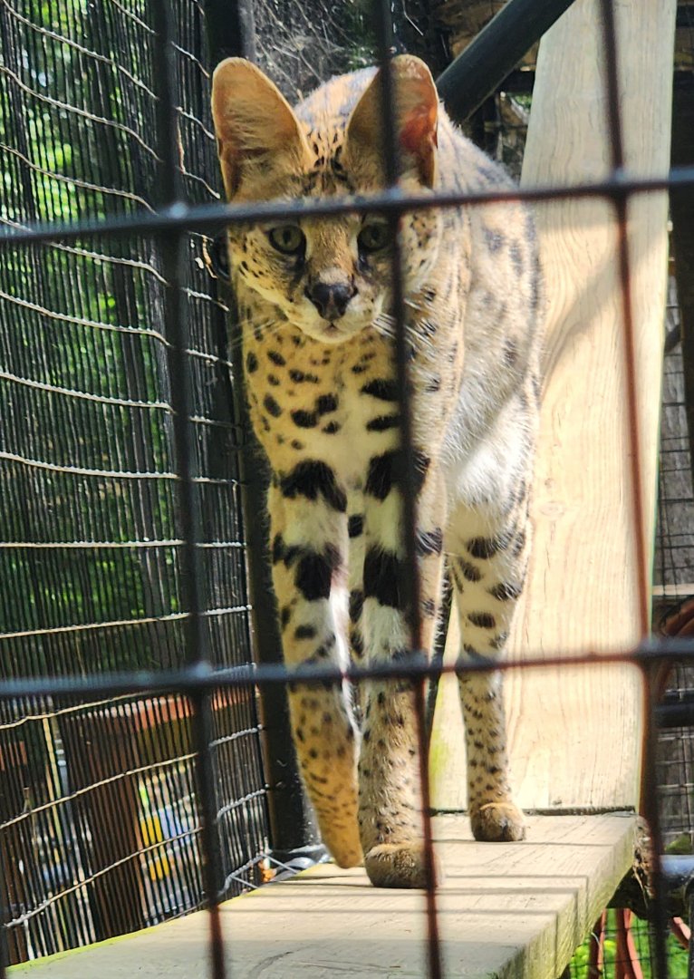 Yellow River Wildlife Sanctuary - Serval