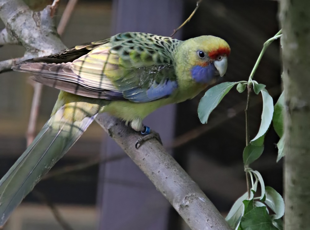 Yellow rosella (Platycercus elegans flaveolus)