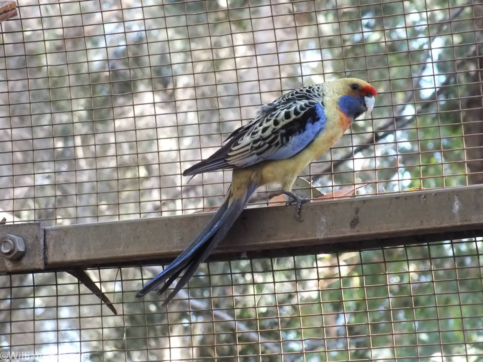 Yellow Rosella