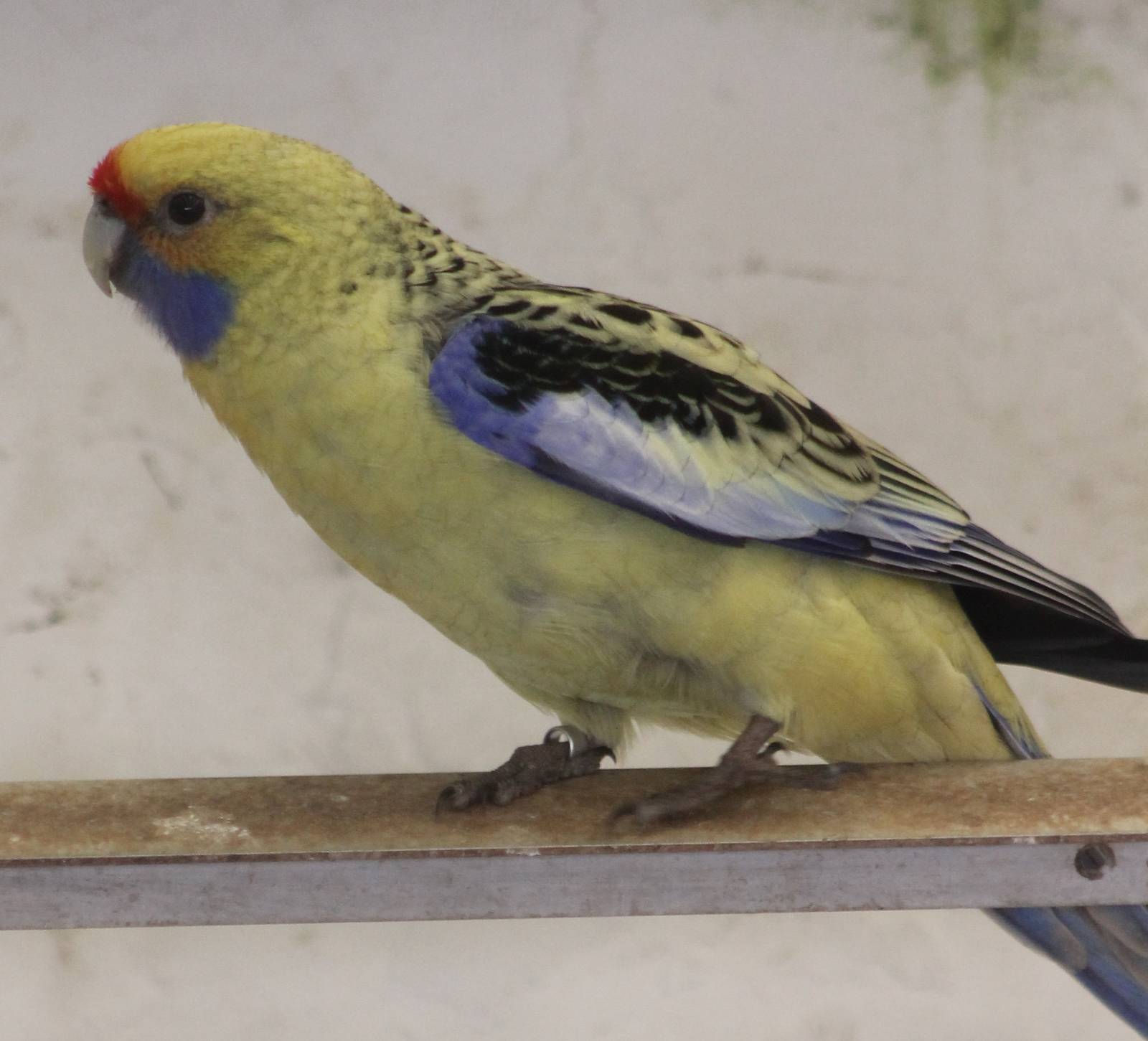 Yellow rosella