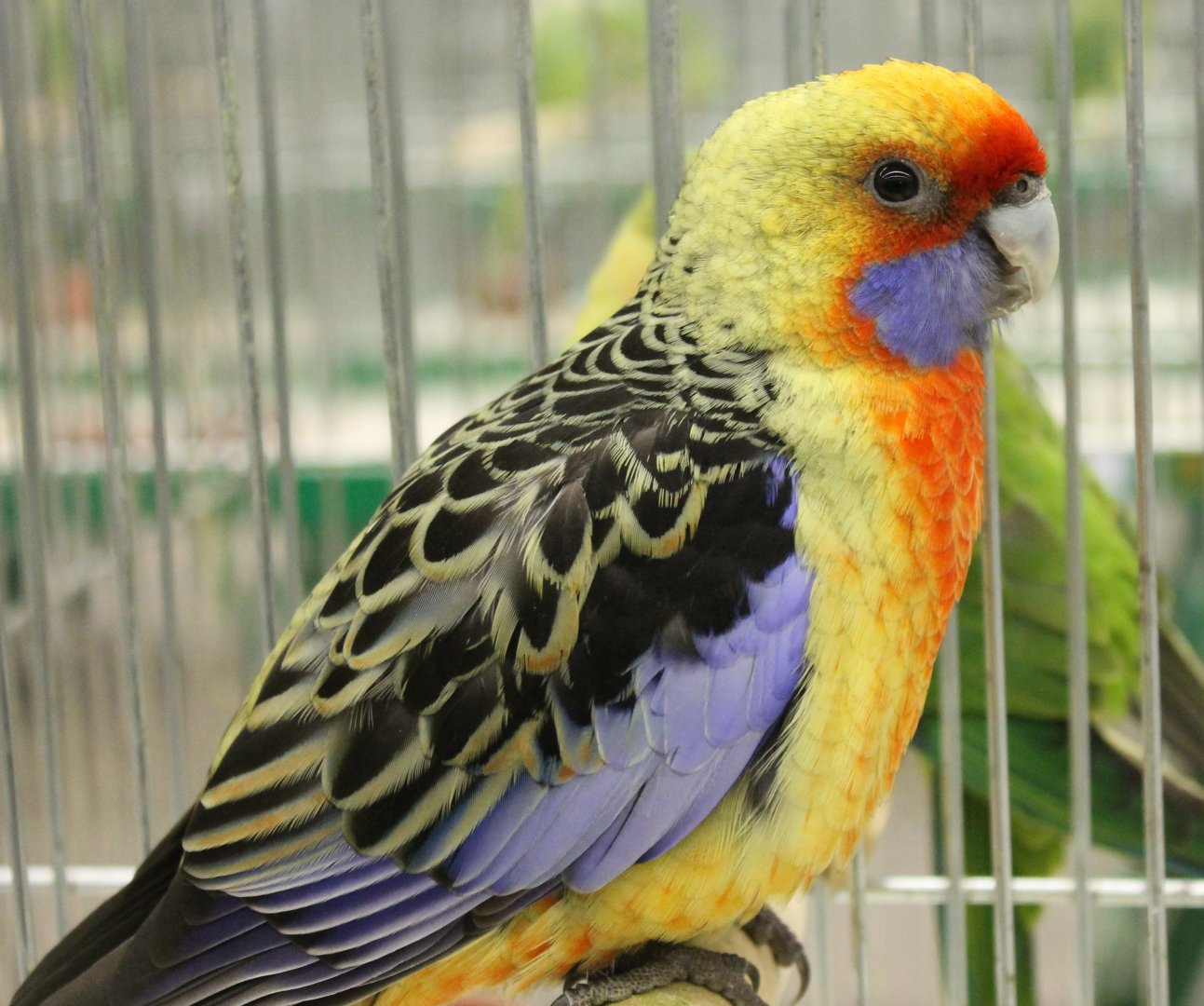Yellow rosella