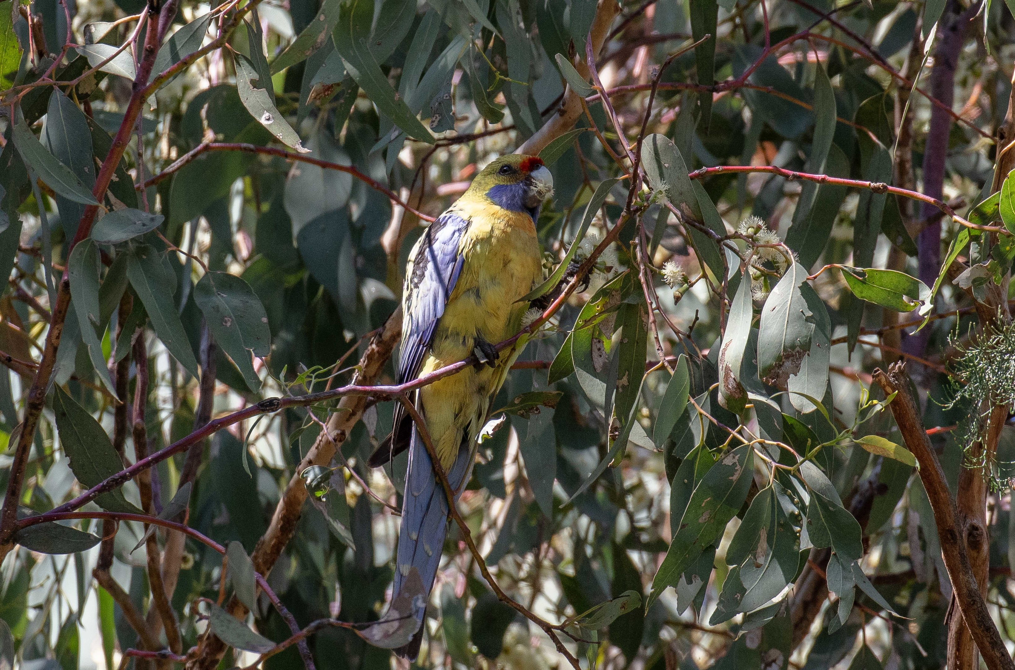 Yellow Rosella