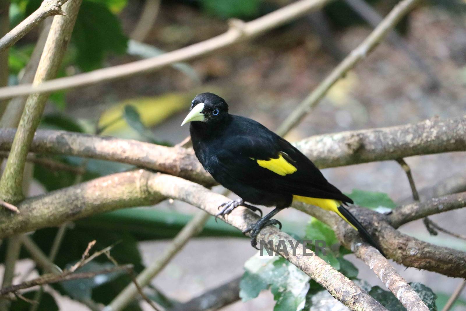 Yellow-rumped cacique - Bioparque la Reserva, March 2016