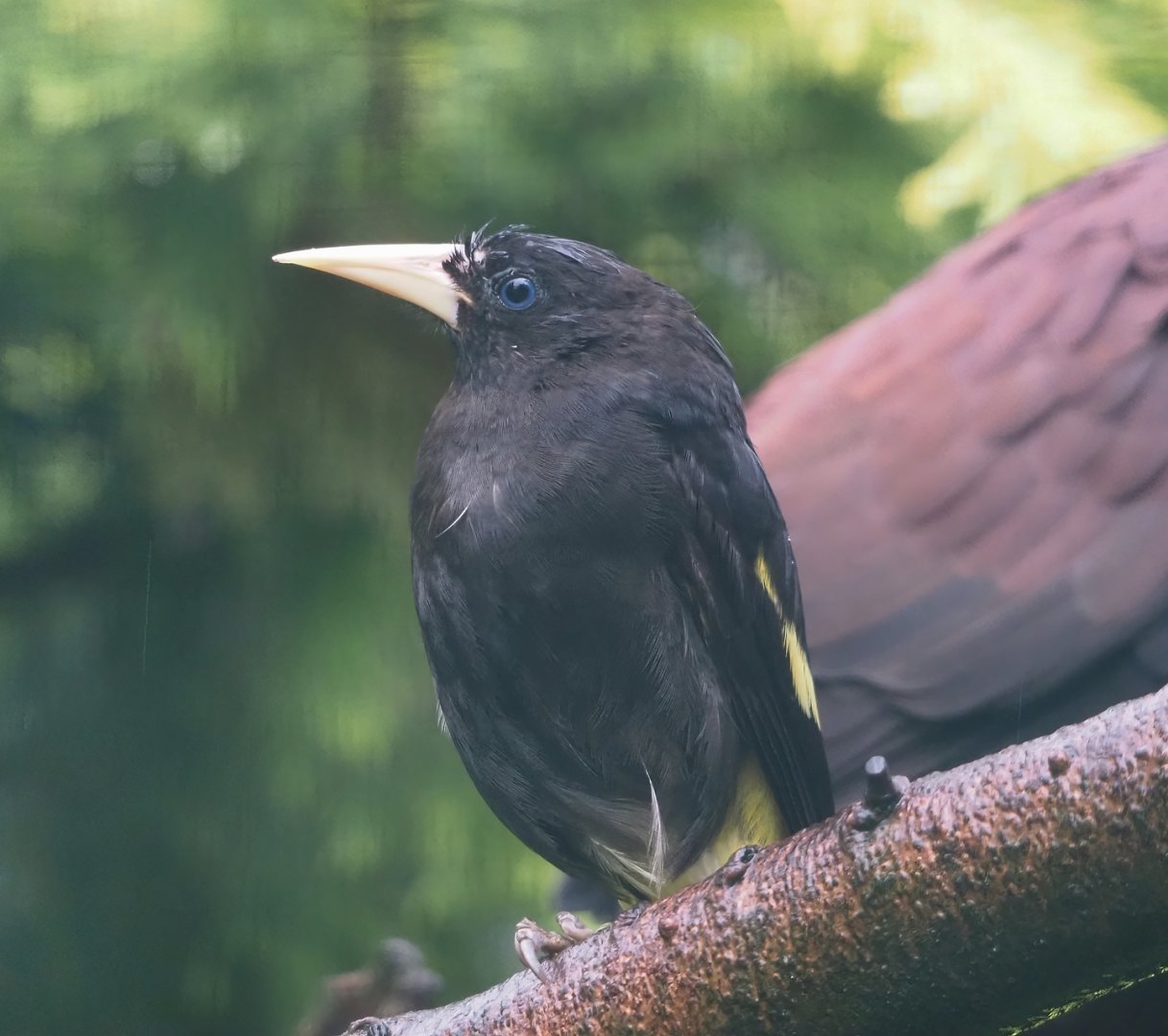 Yellow-rumped cacique (Cacicus cela), 2024-05-22