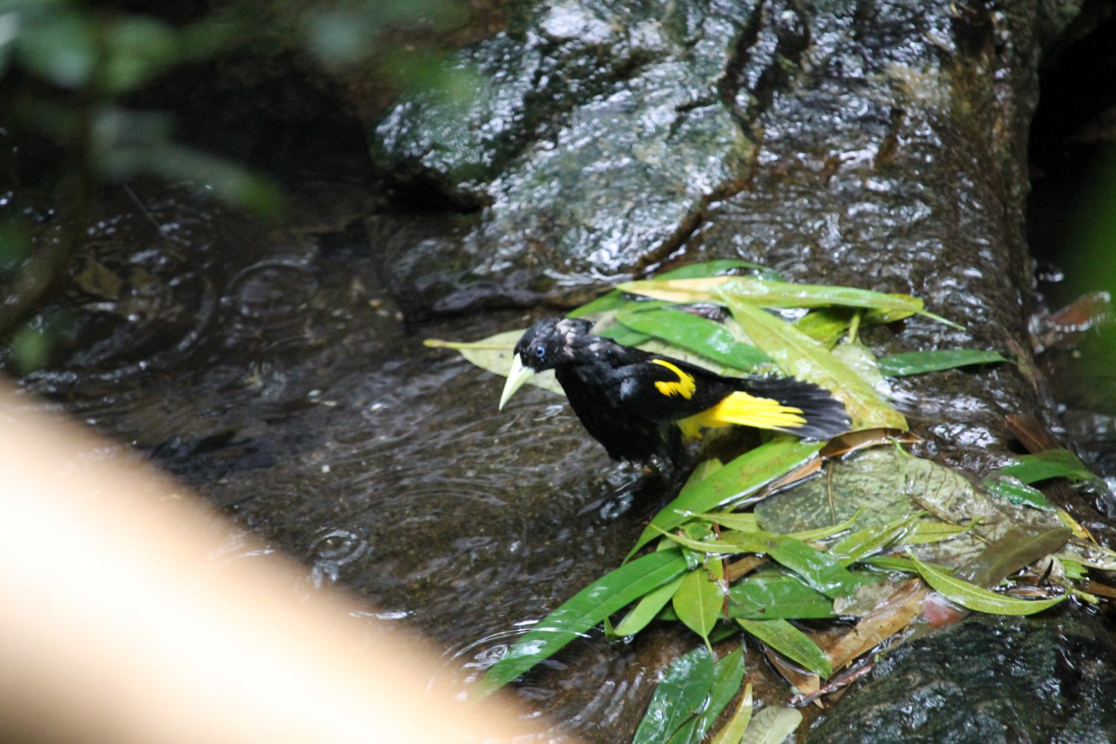 Yellow-rumped cacique (Cacicus cela) (b)