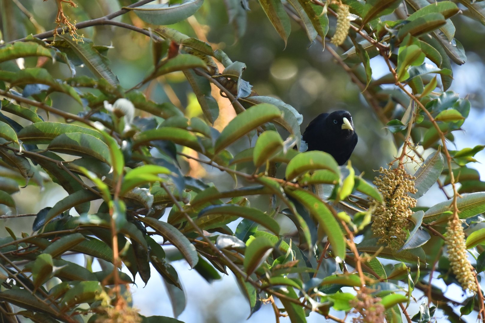 Yellow-rumped Cacique (Cacicus cela)