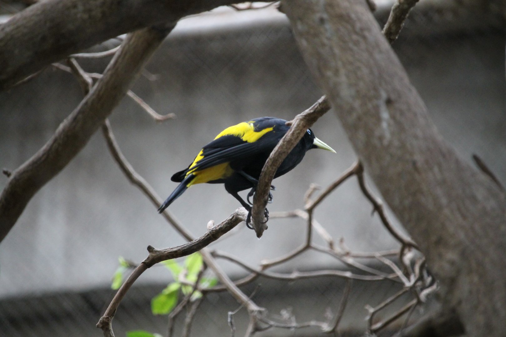 Yellow-rumped Cacique (Cacicus cela)